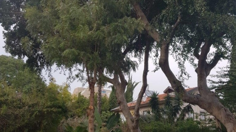 איל יצחקי