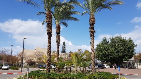 ציפי מל