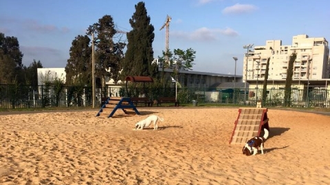 גילי שקד פורז